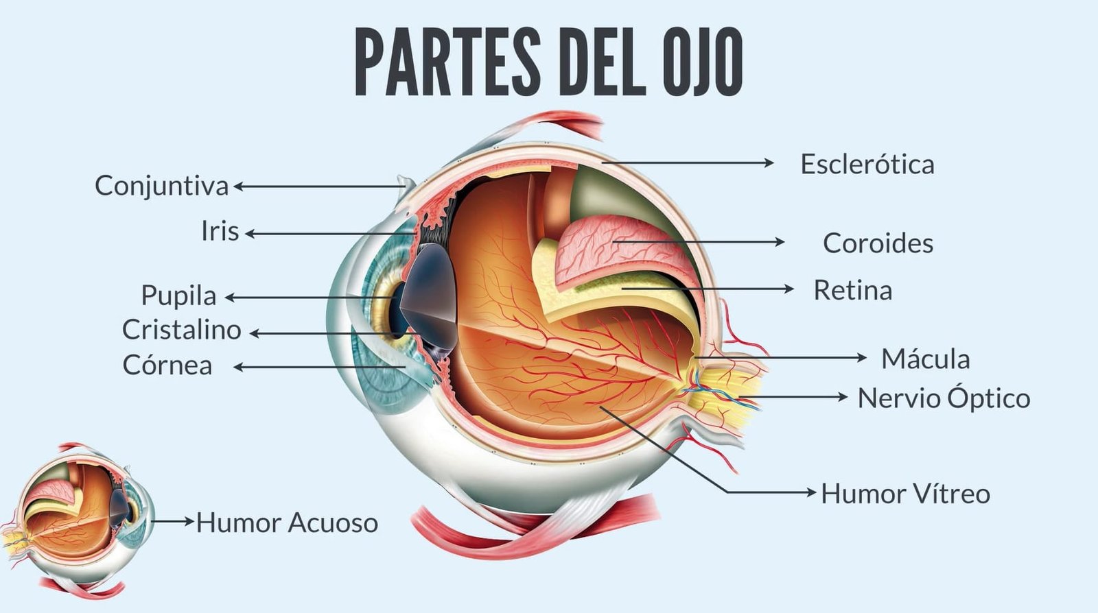 Sobre ver, y ser responsable